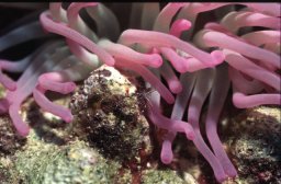 Anemone
