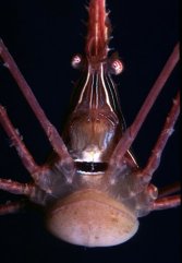 Arrow Crab