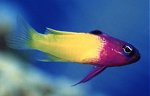 Fairy Basslet