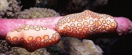 Flamingo Tongues