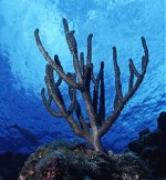 Staghorn
