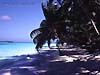 Chagos Palms 134k