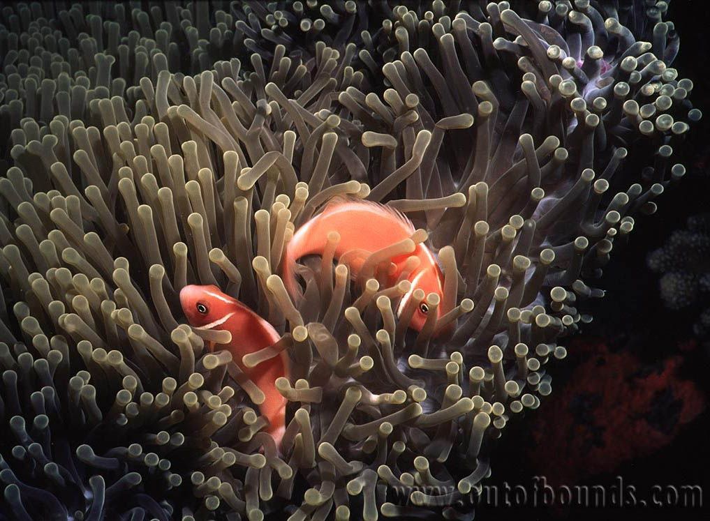 clownfish