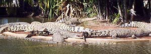 crocs
