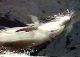 Hiya Flipper...