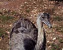 Emu