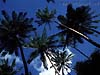Fatu Hiva Palms 152k