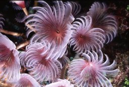 Featherduster Worms