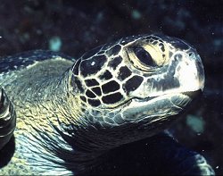 Sea Turtle