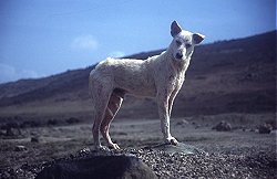 Lost doggie