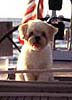 Lucy