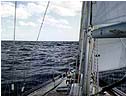 newport bermuda1