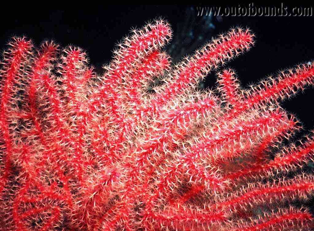 redanemone