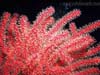 Red Anemone 134k
