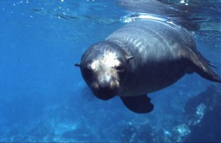 Seal