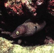 Spotted eel
