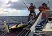 Yellow Fin Tuna